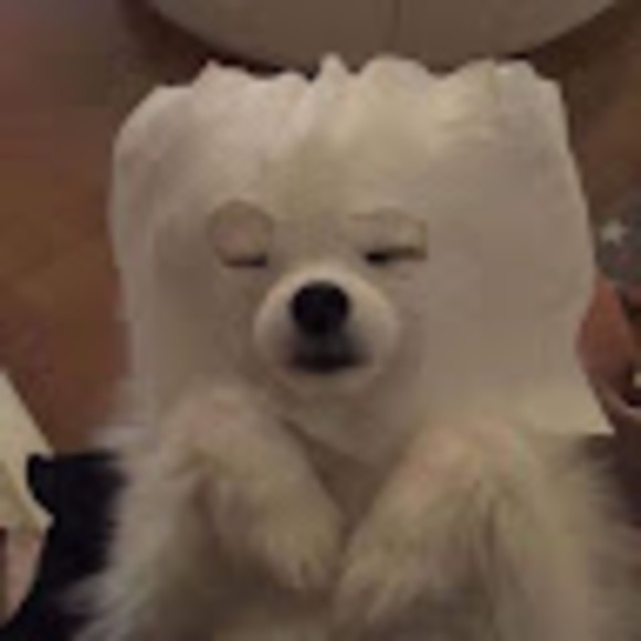 Meet your Posher, Tannaz - Picture 1 of 1